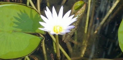 water-lily-2 med hr med hr